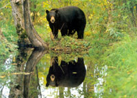 You moved out of the city to get away from disturbances and crime. Now instead of worrying about unruly teenagers and vandals, you have 300-pound prowlers in the form of black bears, Ursus americanus, who don't understand property lines.